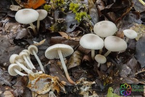 Marasmius wynneae (12)_LR1